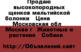 Продаю высокопородных щенков мальтийской болонки › Цена ­ 40 000 - Московская обл., Москва г. Животные и растения » Собаки   
